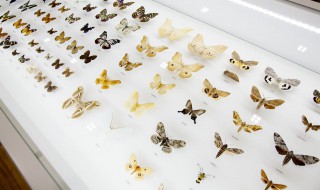 为什么菜粉蝶喜欢在菜地里飞舞 说说植物为菜粉蝶一生的各个阶段提供了哪些帮助