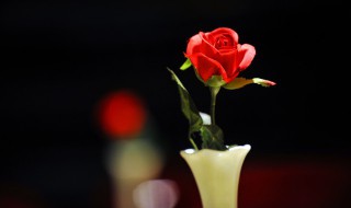 情人节为什么送玫瑰花 情人节为什么送红玫瑰