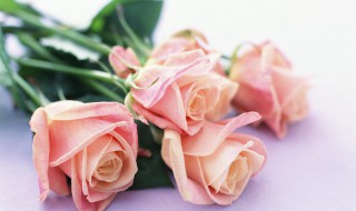 如何才能让情人节送的玫瑰花保鲜 情人节的玫瑰花怎么保鲜