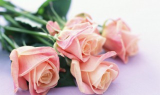 情人节送玫瑰花的由来（玫瑰情人节的由来!）