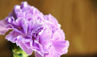 紫色康乃馨的花语是什么（深紫色康乃馨的花语）