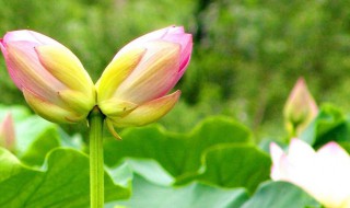 并蒂莲的传说（并蒂莲的传说 娥皇女英）