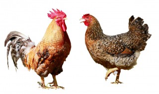 公鸡和母鸡的区别 公鸡和母鸡的区别图片