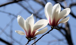 关于赞美木兰花的诗句有哪些（夸赞花木兰的诗）