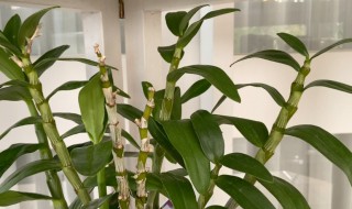 石虎兰的养殖方法 虎皮兰养植方法