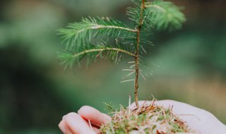 植树节的由来50字 植树节的由来50字以下