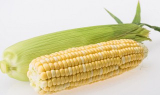 玉米粒拔下来要不要洗 煮玉米时玉米须需要拔掉吗