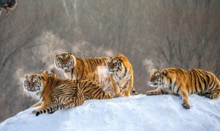 为什么马戏团没有狼（为何马戏团没有狼）