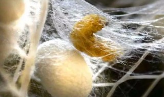 为什么雄蚕吐丝比雌蚕多 雄蚕和雌蚕