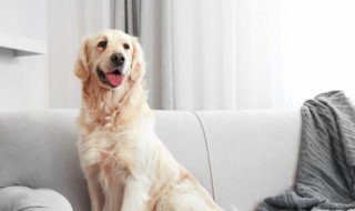 金毛犬名字（金毛犬名字男）