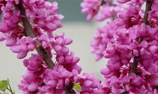 紫荆花的花语是什么 紫荆的花语是什么意思
