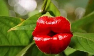 嘴唇花花语是什么 嘴唇和花是什么意思