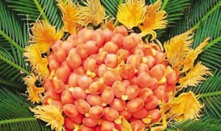 铁树开花吗 铁树开花吗多少年才开一次