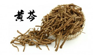 黄芩能不能直接泡水喝（黄芩能直接泡水喝吗?）