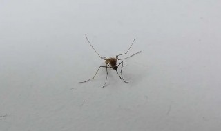 为什么蚊子喜欢在耳朵旁边飞 为什么蚊子喜欢在耳朵边上飞