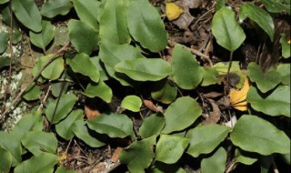 石韦的营养价值（石韦的功效是）