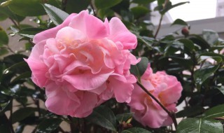 烈香茶花怎么养（烈香山茶花的养殖方法）