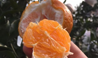 耙耙柑吃多了上火吗 孩子吃耙耙柑会上火吗
