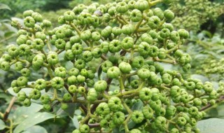 吴茱萸的营养价值（吴茱萸的药用价值）
