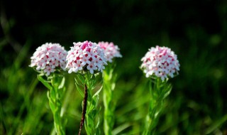 狼毒的营养价值 狼毒的药用价值