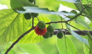 楮实子的营养价值 楮实子的功效与作用