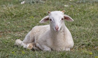 羊腰子是羊的睾丸吗（羊腰子是羊肾还是羊睾丸）