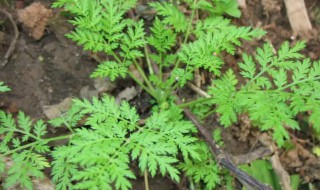 青蒿是裸子植物吗（黄花蒿是裸子植物吗）