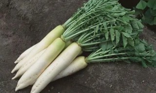 白萝卜缨子有什么功效（白萝卜缨的功效）