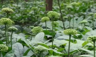 三七花的营养价值（三七花的营养价值与作用）