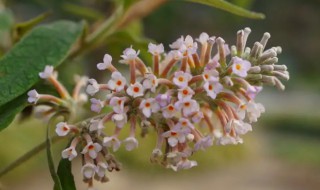 密蒙花的营养价值 密蒙花的功效与作用点