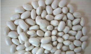 白芸豆怎么吃减肥最佳（白芸豆怎样吃减肥效果最好）