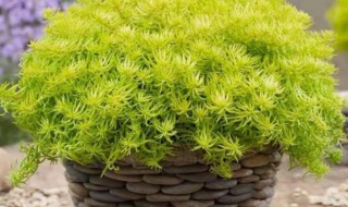 佛甲草怎么养（佛甲草怎么养好看）