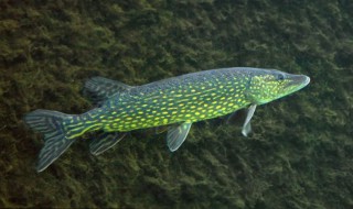 白斑狗鱼的别称 白斑狗鱼的别称有哪些