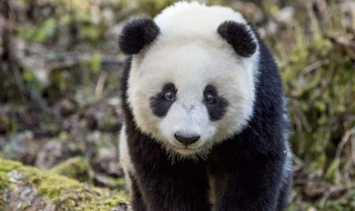 大熊猫是哺乳动物吗为什么 为什么大熊猫是哺乳动物?