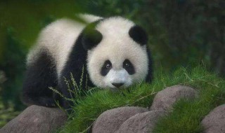 大熊猫是国家几级保护动物 大熊猫是国家几级保护动物2021