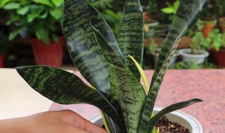 虎皮令箭的养殖 虎皮令箭的养殖方法