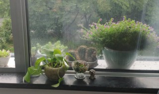 下雨天盆栽要放室外吗 长时间下雨室外盆栽怎么办