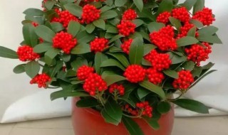 红玉珠如何养殖（红玉珠花怎么养殖）