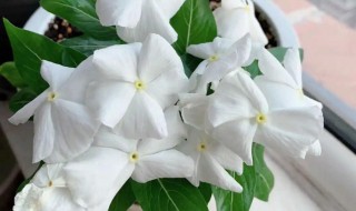 开白花的盆栽是什么花（盆栽开白花的有哪些）