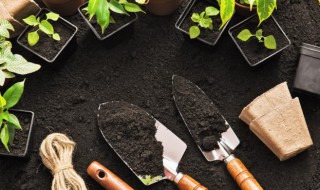 盆栽盆里放多少土合适（花盆里放多少土合适）