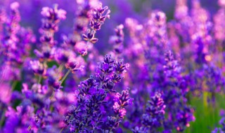 熏衣草在南方种植技巧有哪些 熏衣草在北方地栽能过冬吗