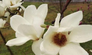木兰花花语是什么 木兰香花语