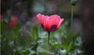 角罂粟花的花语（罂粟花的花语及含义）