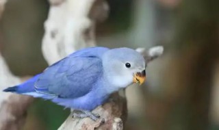 蓝白色的鹦鹉是什么品种的鹦鹉 蓝白色的鹦鹉叫什么