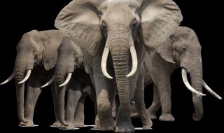 为什么大象只有一只右耳朵 为什么大象只有一只右耳朵?(脑筋急转弯猜数字