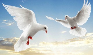 白鸽的寓意和象征意义 白鸽寓意象征是什么