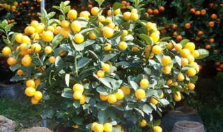 盆栽金橘怎么养挂果多 金橘挂果期养护
