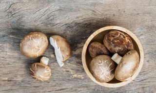 椴木香菇与袋料香菇的区别 袋料香菇和椴木香菇的区别