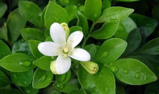 九里香几天浇一次水（九里香怎么浇水,九里香多久浇一次水）