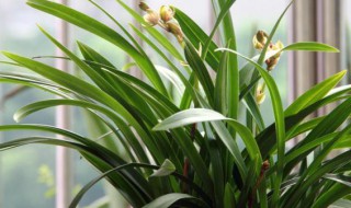 最受欢迎的兰科植物介绍（兰科植物属于什么植物）